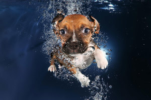 underwater-puppy-photography-seth-casteel-10