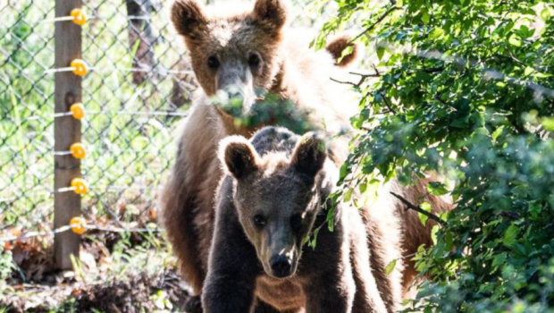 To AQUA Carpatica στηρίζει το έργο του Αρκτούρου – Τρία ακόμη αρκουδάκια επανεντάχθηκαν στο φυσικό τους περιβάλλον